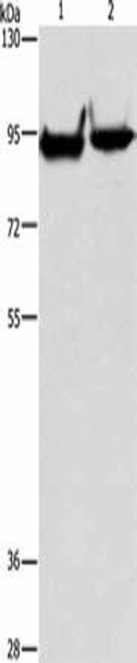 MARK1 Antibody (PACO15653)