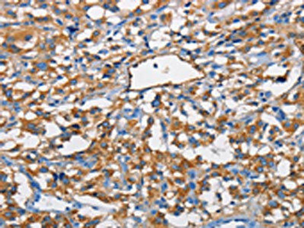 NT5E Antibody (PACO15742)