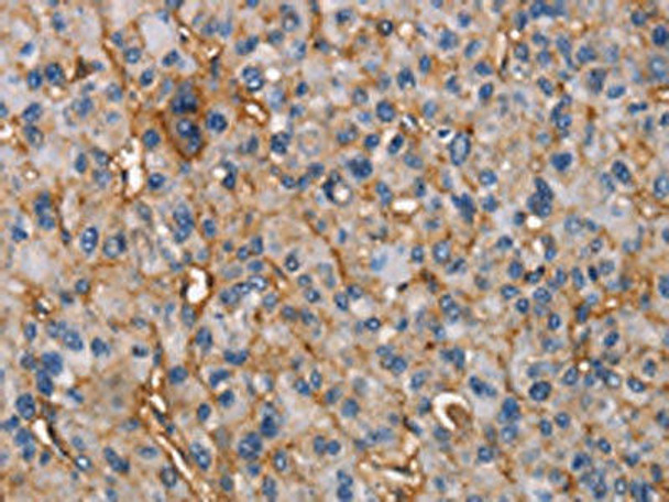NT5E Antibody (PACO15743)