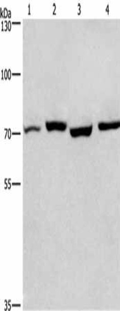 ARNTL Antibody (PACO15877)