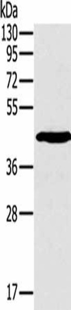 SLAMF1 Antibody (PACO15951)