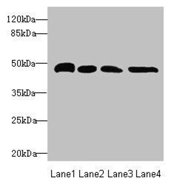TXNDC5 Antibody (PACO44561)