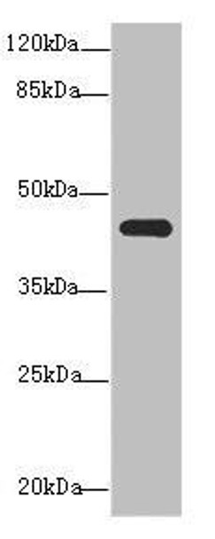 NR2E1 Antibody (PACO44590)