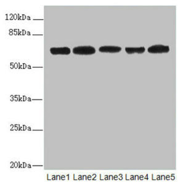 ELF2 Antibody (PACO44630)