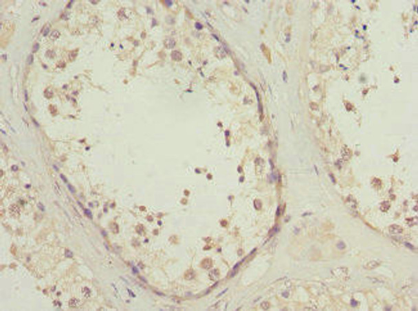 PIK3R3 Antibody (PACO44782)