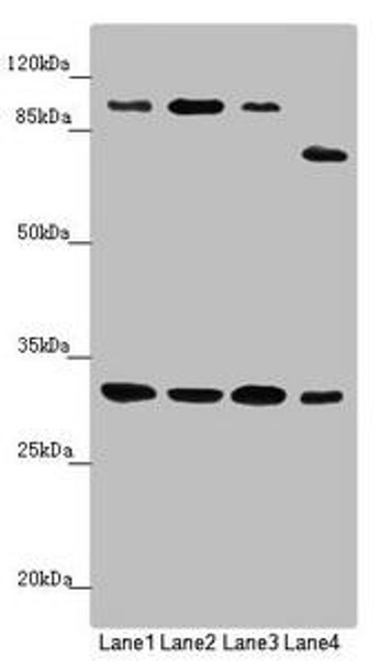 MTIF3 Antibody (PACO45153)