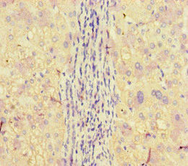 APOBEC3G Antibody (PACO45670)