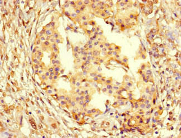 PCNA Antibody (PACO46062)