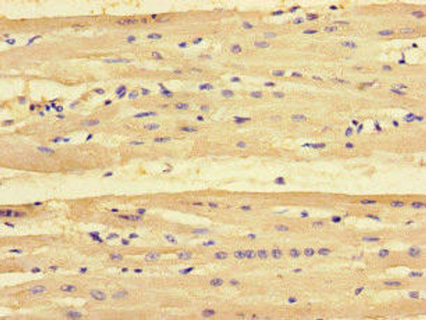 PMAIP1 Antibody (PACO46114)