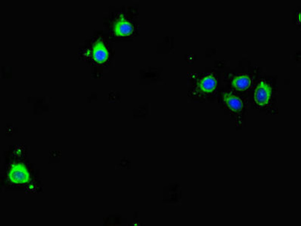 BIRC5 Antibody (PACO46374)