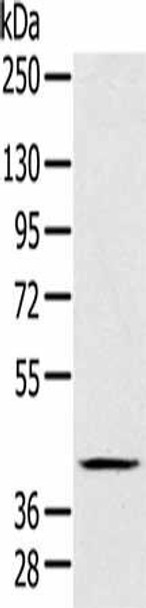 FAIM3 Antibody (PACO16296)