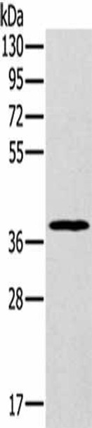 MDH1 Antibody (PACO16664)