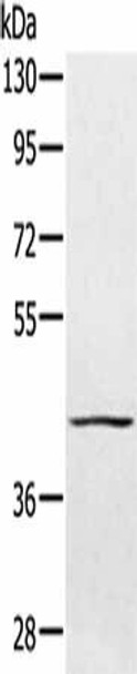 PTPN7 Antibody (PACO16907)