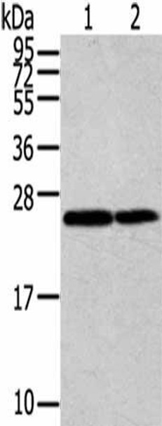 RAN Antibody (PACO16937)