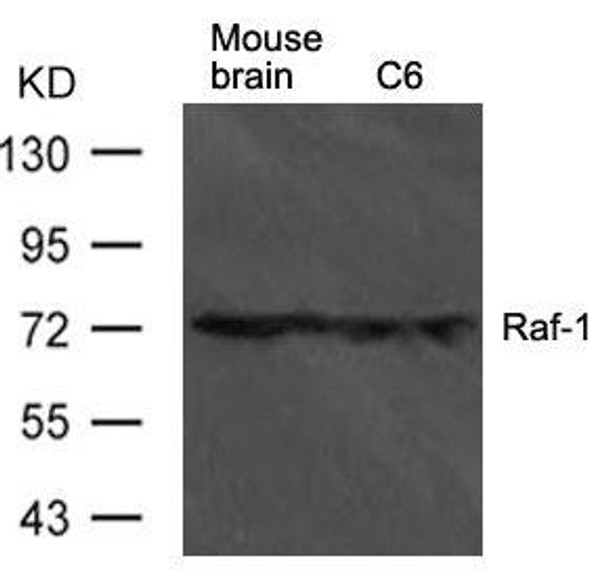 Raf1 Antibody (PACO21464)