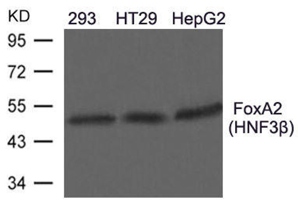 FOXA2 Antibody (PACO21522)