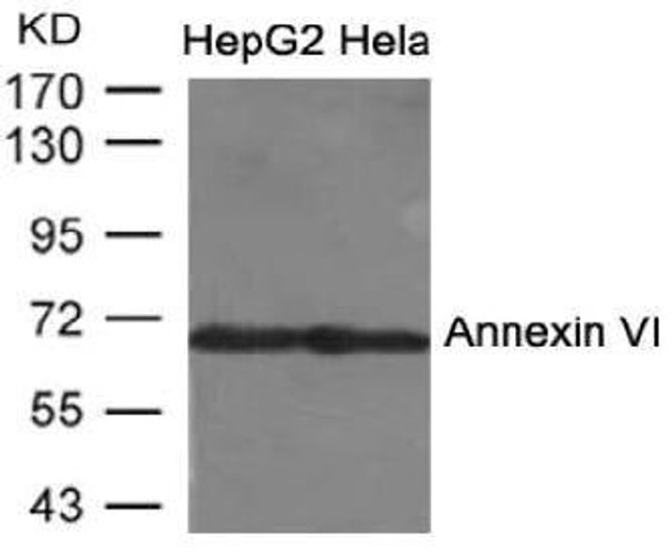 ANXA6 Antibody (PACO21532)