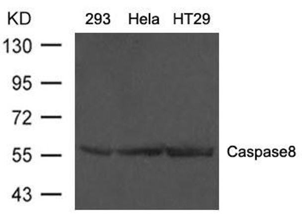 CASP8 Antibody (PACO21543)