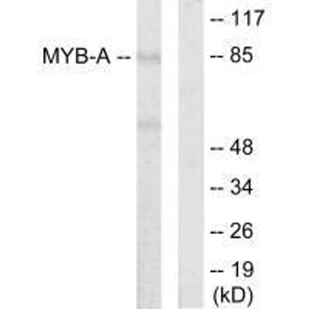 MYBL1 Antibody (PACO21725)