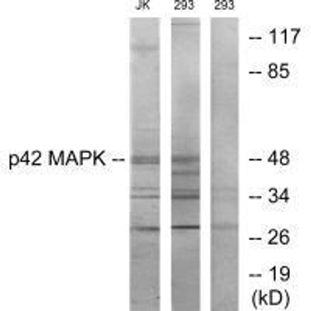 MAPK1 Antibody (PACO21762)