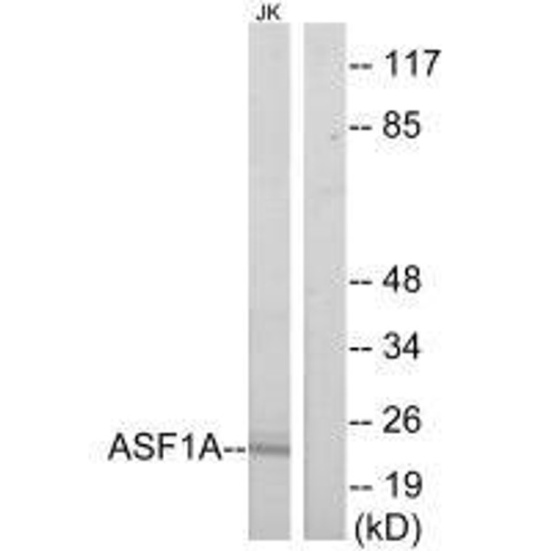 ASF1A Antibody (PACO21988)
