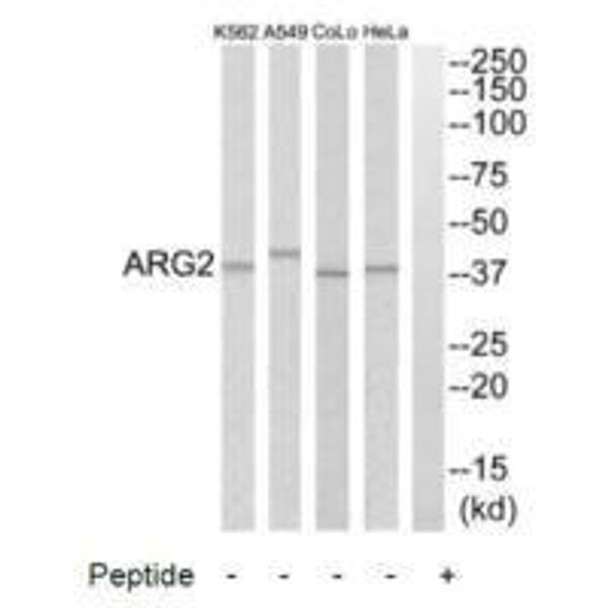 ARG2 Antibody (PACO22157)