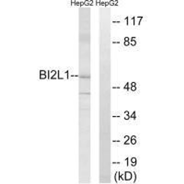 BAIAP2L1 Antibody (PACO22208)