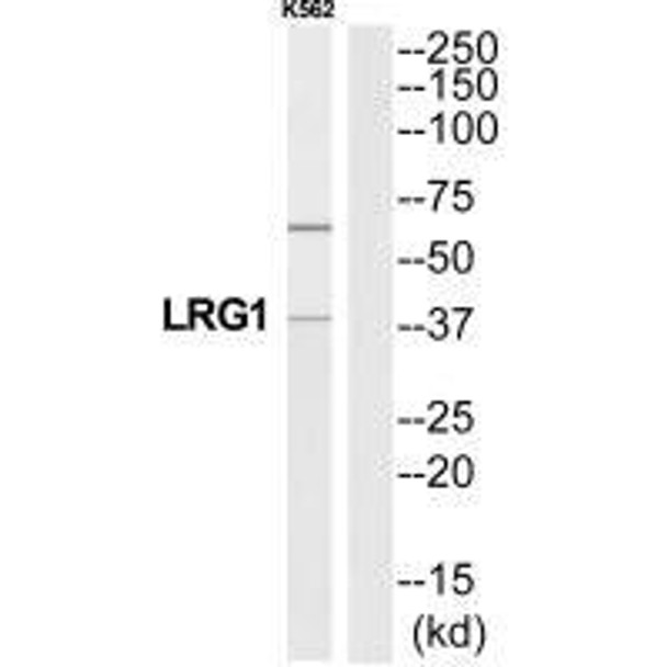 LRG1 Antibody (PACO22385)