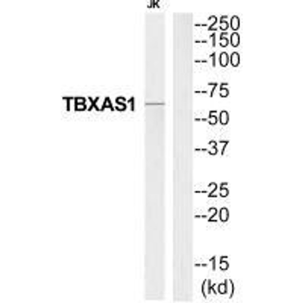 TBXAS1 Antibody (PACO22776)