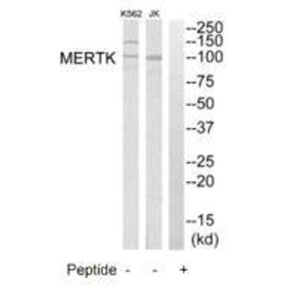 MERTK Antibody (PACO22801)