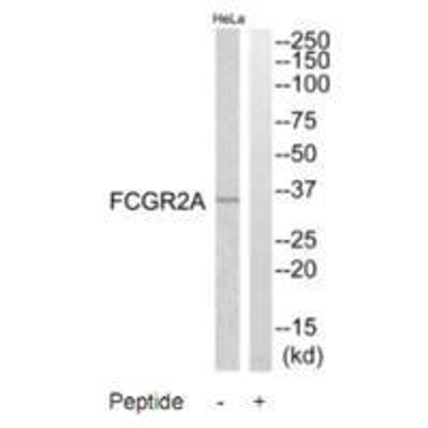 FCGR2A Antibody (PACO22812)