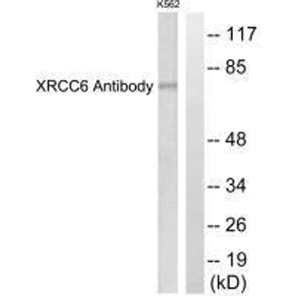 XRCC6 Antibody (PACO23159)