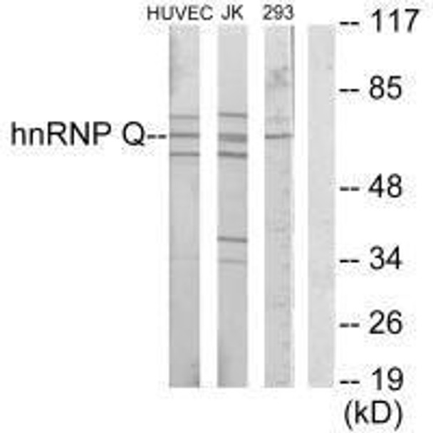 SYNCRIP Antibody (PACO23173)