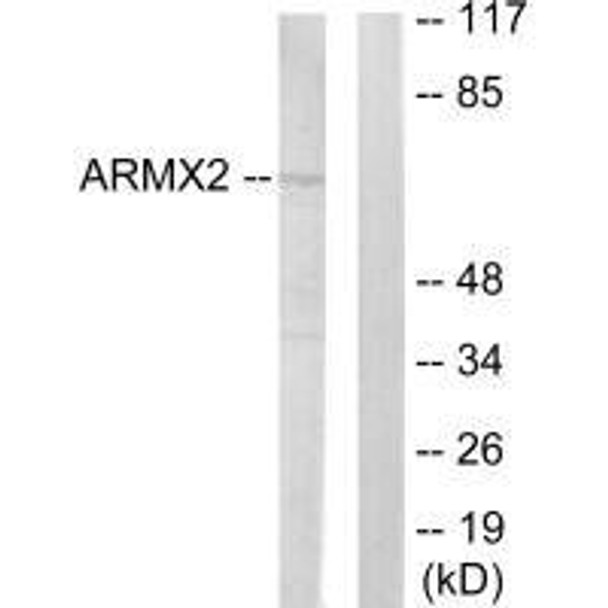ARMCX2 Antibody (PACO23259)