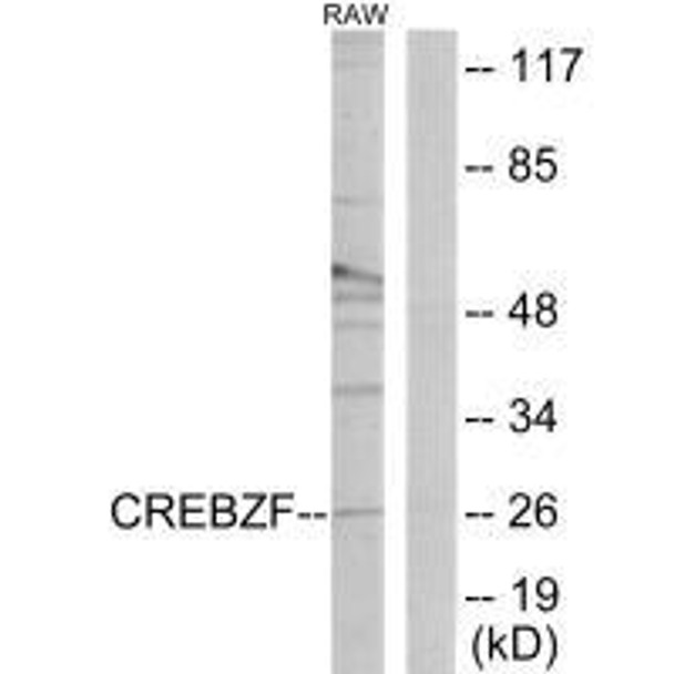 CREBZF Antibody (PACO23286)