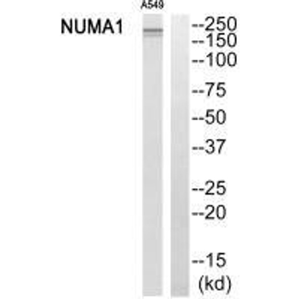 NUMA1 Antibody (PACO23456)