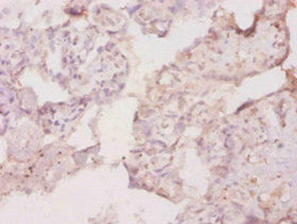 Csf1 Antibody (PACO32464)