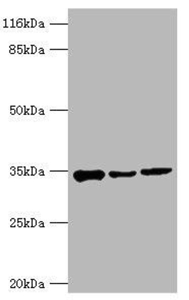 AQP4 Antibody (PACO32960)