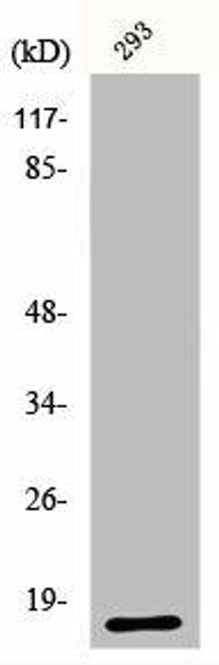 RNASE3 Antibody (PACO00736)