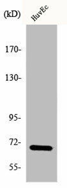 EIF3L Antibody (PACO00748)