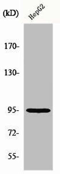 FER Antibody (PACO00799)