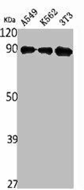 ILF3 Antibody (PACO01755)