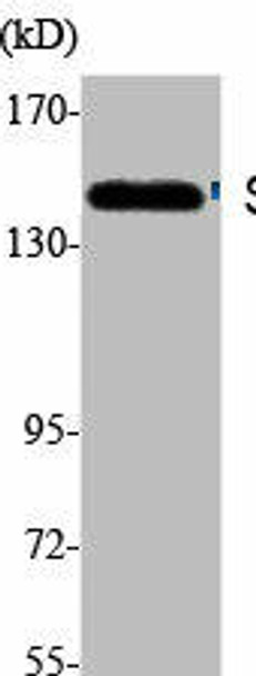 SF3B1 Antibody (PACO01757)