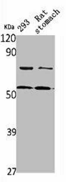 DFNA5 Antibody (PACO01765)