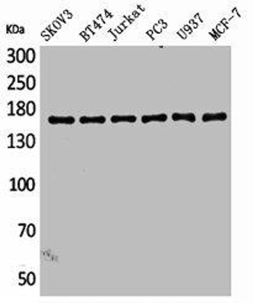 SYCP2 Antibody (PACO01833)