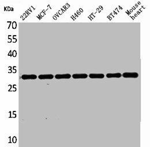 LXN Antibody (PACO01848)
