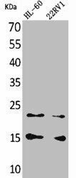 CCL4 Antibody (PACO01920)