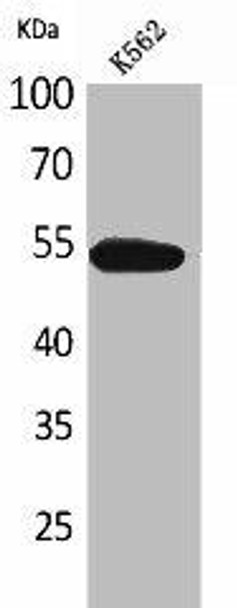 SIGLEC8 Antibody (PACO01979)