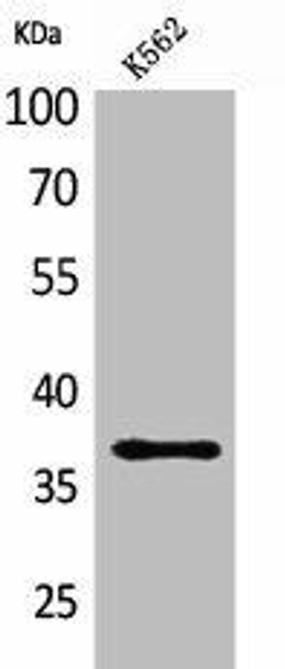 SLAMF1 Antibody (PACO01980)