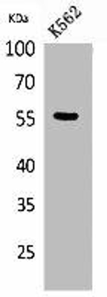 SLC2A5 Antibody (PACO02074)